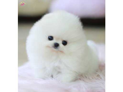 Yavru Patiler Farkı ile