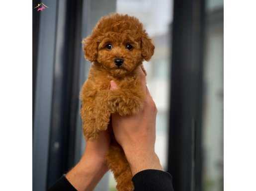 Yavru Patiler Güvencesi İle Fci Belgeli Toy Poodle