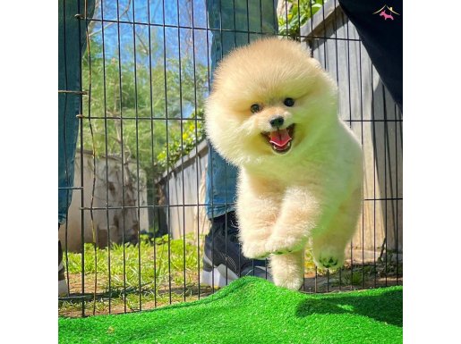Yavru Patiler Güvencesi İle Fci Belgeli Pomeranian Boo