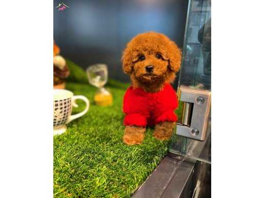 Yavru Patiler Farkı İle Toy Poodle Yavrularımız