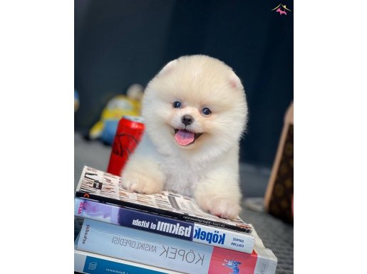 Ayı Surat Pomeranian Bol Yavrularımız