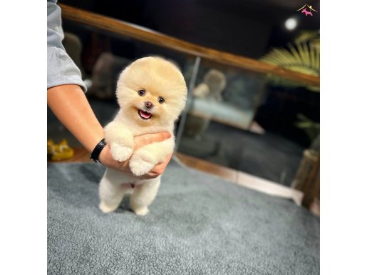 Pomeranıan boo