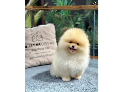 Neşe Kaynağı Pomeranian Boo Yavrularımız