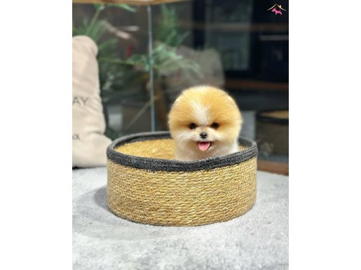 Minik Pati Pomeranian Yavrularımız