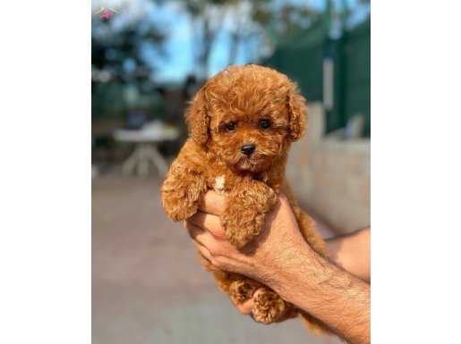 Sevecen Poodle Yavrularımız