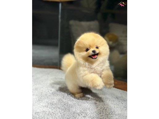 Oyuncu Karakterli Pomeranian Yavrularımız
