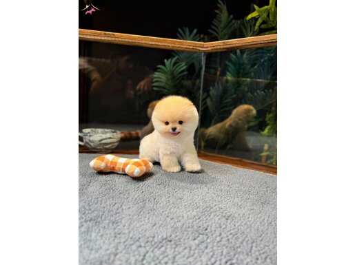 Tcup Pomeranian Boo Yavrularımız 