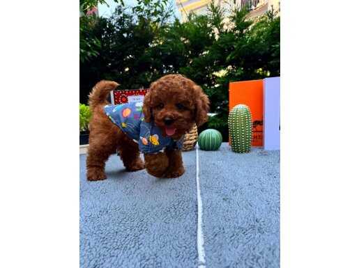 Kore Poodle Bebeklermiz 