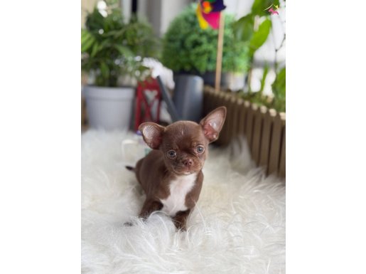 Elma Kafa Küt Burun Chihuahua Yavrumuz Choco