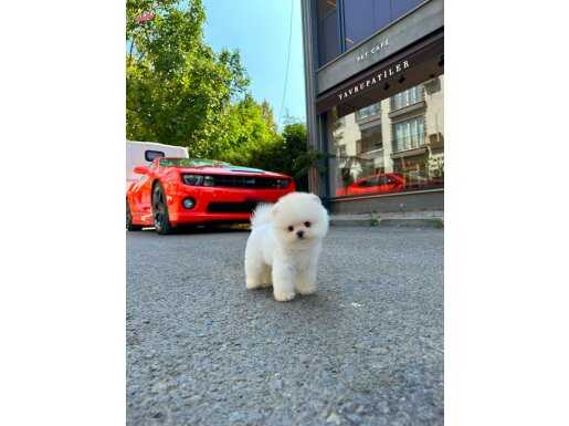 Türkiyenin En Özel Yavrusu