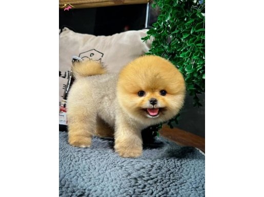 Ruhsatlı Çiftlikten Gerçek Pomeranian