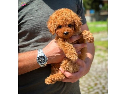 Irk Standartlarının En İyisi 