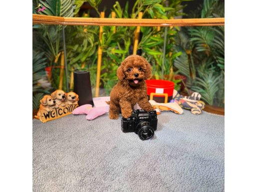 Kore Kan Teacup Toy Poodle