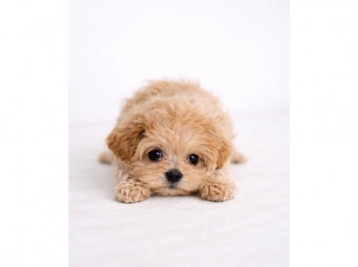 Premium Maltipoo Kızımız Vega