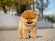 YavruPatiler Farkı ve Güvencesi İle