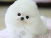 Yavru Patiler Farkı ile