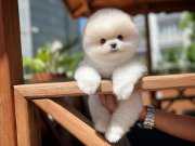 Yavru Patiler Farkı İle