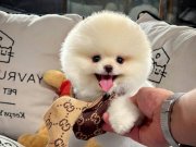 Teddy boo pomeranian yavrularımız