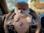 Yavru Patiler Güvencesiyle