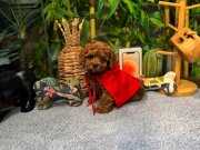 Kore Kan Oğlumuz Mario