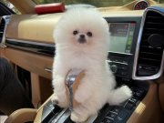 Şeçereli Teacup Pomeranian Kızımız Dante