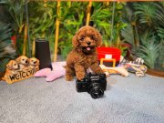 Kore Kan Teacup Toy Poodle