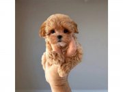 F1 Seçereli Maltipoo Yavrularımız