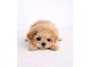 Premium Maltipoo Kızımız Vega
