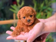 Irkının en iyisi Teacup Toy Poodle 