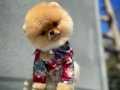 Sevimli Pomeranian boo yavrumuz Behlül