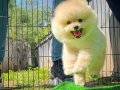 Yavru Patiler Güvencesi İle Fci Belgeli Pomeranian Boo