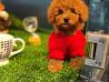 Yavru Patiler Farkı İle Toy Poodle Yavrularımız