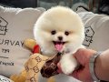 Teddy boo pomeranian yavrularımız