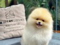 Neşe Kaynağı Pomeranian Boo Yavrularımız