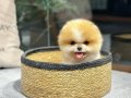 Minik Pati Pomeranian Yavrularımız