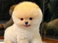 Tcup Pomeranian Boo Yavrularımız 