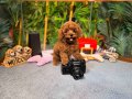 Kore Kan Teacup Toy Poodle