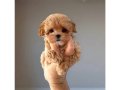 F1 Seçereli Maltipoo Yavrularımız