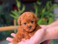 Irkının en iyisi Teacup Toy Poodle 