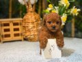 Irkının en iyisi Teacup Toy Poodle 