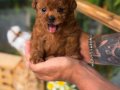 Irkının en iyisi Teacup Toy Poodle 