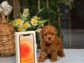 Teacup Toy Poodle Oğlumuz