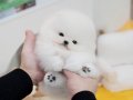 Şecereli Saglık Garantili Pomeranian Oğlumuz