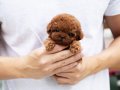 Ruhsatlı yetiştiriciden teacup toy poodle