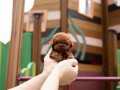Ruhsatlı yetiştiriciden teacup toy poodle
