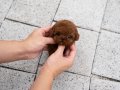 Ruhsatlı yetiştiriciden teacup toy poodle