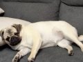 Orjinal pug gül kuyruk
