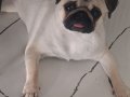 Orjinal pug gül kuyruk