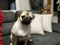 Orjinal pug gül kuyruk