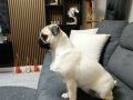 Orjinal pug gül kuyruk